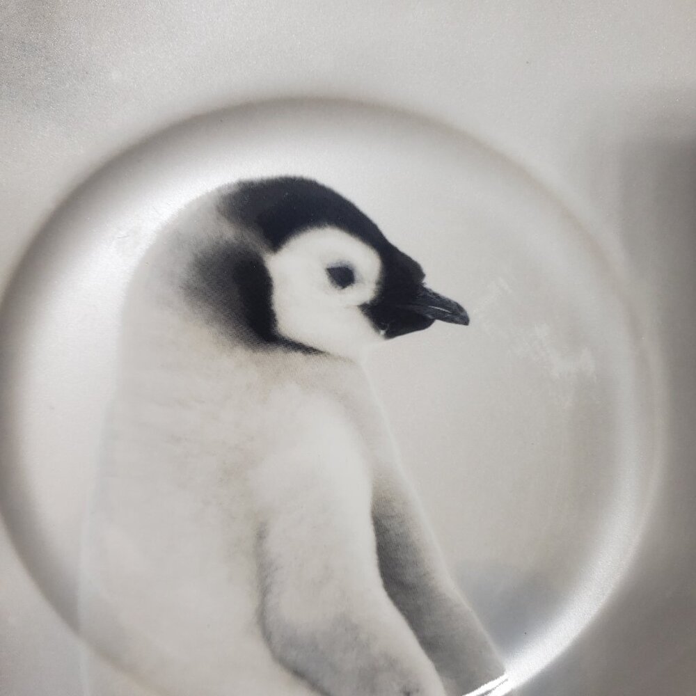 Antarctic Penguin Dinner Plate by Robert Stanley Home Collection 22F5 Collection